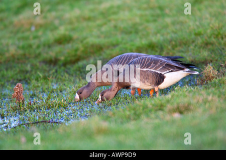 2 White-Fronted Gänse Anser Albifrons trinken bei Dew Pond in Wiese-norfolk Stockfoto