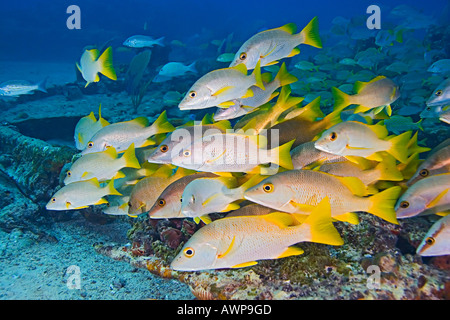 Schulmeister Schnapper, Lutjanus Apodus, Zucker Wrack, Grand Bahama, Bahamas, Atlantik Stockfoto