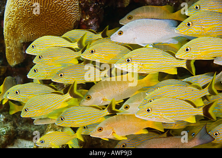 Französische Schule Grunzen, halten Grunzen, Schulmeister und grauer Schnapper im Zucker Wrack, Grand Bahama, Bahamas, Atlantic Stockfoto