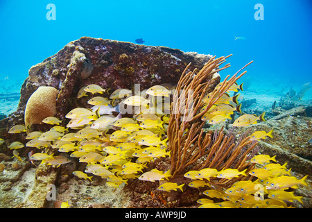 Französische Schule Grunzen, halten Grunzen und Lane Schnapper am Zucker Wrack, Grand Bahama, Bahamas, Atlantik Stockfoto