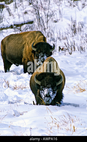 Bison im Schnee Stockfoto