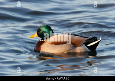 Stockente Anas Platyrhynchos auf Wasser mit Wellen Welney norfolk Stockfoto