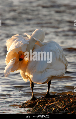 Whooper Schwan Cygnus Cygnus stehend mit Kopf unter die Flügel putzen schönes Licht Welney Norfolk Stockfoto
