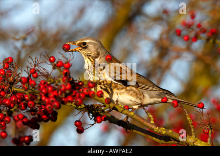 Wacholderdrossel Turdus Pilaris mit Weißdorn Berrie im Schnabel thront im Weißdorn Hecke Abbotsley cambridgeshire Stockfoto