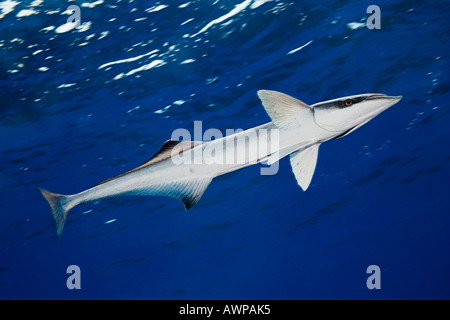Sharksucker, Echeneis Naucrates, West End, Grand Bahama, Bahamas, Atlantik Stockfoto