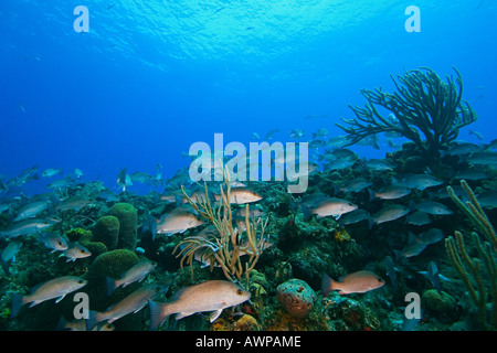 Schulzeit grau Schnapper Lutjanus früh über Korallenriff West End Grand Bahamas Atlantik Stockfoto