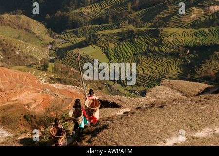 Weibliche Landarbeiter tragen gesammelten Kuhdung in Körben auf die terrassierten Felder rund um Nagarkot, Nepal, Asien Stockfoto