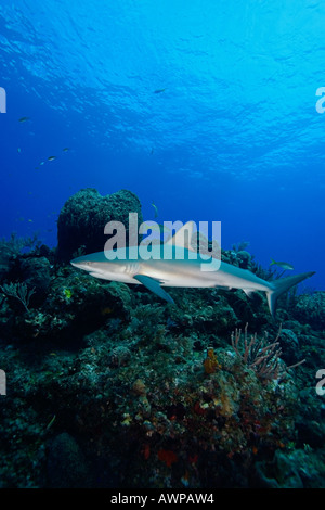 Karibische Riffhaie, Carcharhinus Perezi über Korallenriff, West End, Grand Bahama, Bahamas, Atlantik Stockfoto