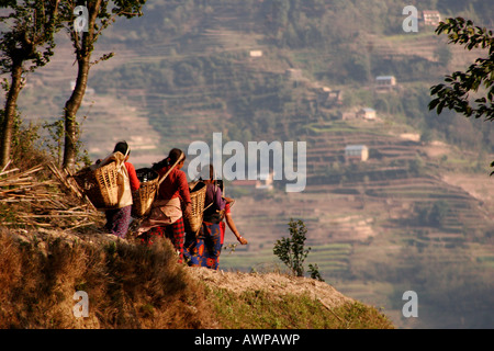 Weibliche Landarbeiter tragen gesammelten Kuhdung in Körben auf die terrassierten Felder rund um Nagarkot, Nepal, Asien Stockfoto