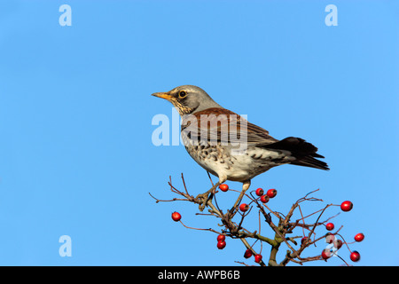 Wacholderdrossel Turdus Pilaris auf Weißdorn Hecke gegen blauen Himmel Abbotsley cambridgeshire Stockfoto