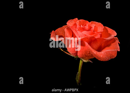 Einzelne rose Stockfoto