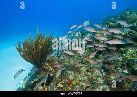 Schulzeit grau Schnapper, Lutjanus früh über Korallenriff, West End, Grand Bahama, Bahamas, Atlantik Stockfoto