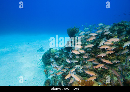 Schulzeit grau Schnapper, Lutjanus früh, West End, Grand Bahama, Bahamas, Atlantik Stockfoto