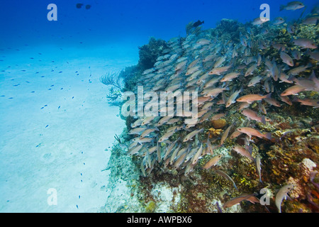 Schulzeit grau Schnapper, Lutjanus früh, West End, Grand Bahama, Bahamas, Atlantik Stockfoto