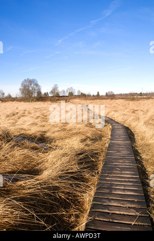 Gefrorene Holzsteg führt den Besucher-Informationszentrum im Winter, Hautes Fagnes (Hoge) Hochland, Lüttich, Belgien, Stockfoto