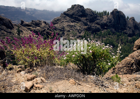 Kanarischer Salbei (Salvia Canariensis "Candissima) auf der linken und Berg Witwenblume (Pterocephalus Dumetorum) Sträucher auf der Stockfoto