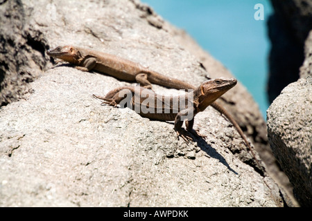 Zwei Gran Canaria Riesenechsen (Gallotia Stehlini), Kanarische Inseln, Spanien, Atlantik Stockfoto