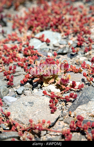 Gemeinsamen Eis Pflanze oder kristallinen Iceplant (Mesembryanthemum Crystallinum), Gran Canaria, Kanarische Inseln, Spanien, Atlantik Stockfoto