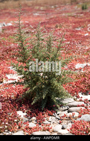 Gemeinsamen Eis Pflanze oder kristallinen Iceplant (Mesembryanthemum Crystallinum), Gran Canaria, Kanarische Inseln, Spanien, Atlantik Stockfoto