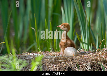 Junge Kranich (Grus Grus) im Nest, Mecklenburg-Western Pomerania, Deutschland, Europa Stockfoto