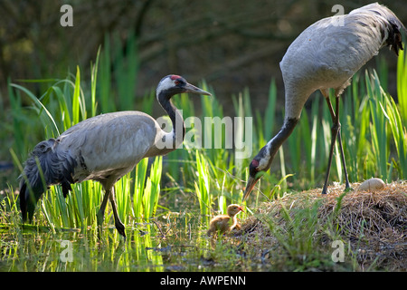 Gemeinsamen Kranich (Grus Grus) Familie im Nest, Mecklenburg-Western Pomerania, Deutschland, Europa Stockfoto