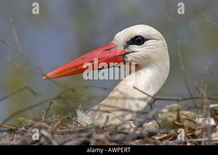 Porträt, Weißstorch (Ciconia Ciconia) im Nest, Extremadura, Spanien, Europa Stockfoto