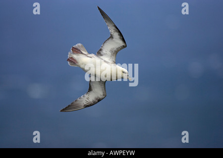 Northern- oder Arktis Fulmar (Fulmarus Cyclopoida) im Flug, Látrabjarg, Island, Atlantik Stockfoto