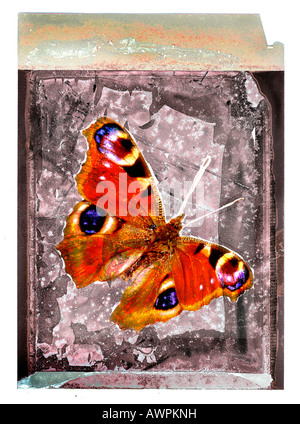 Europäische Tagpfauenauge (Inachis Io oder Nymphalis Io) auf einem strukturierten Hintergrund, Polaroid-Kunst Stockfoto