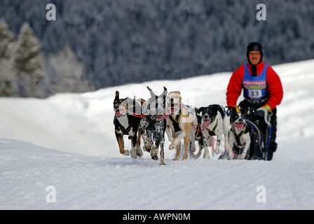 Hundeschlitten-Team im Winter, Unterjoch, Bayern, Deutschland, Europa Stockfoto