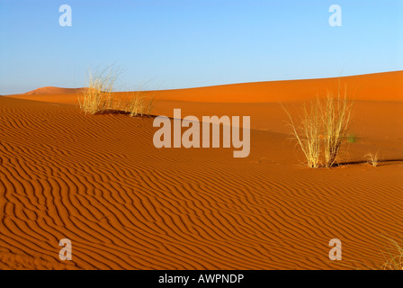 Büschel Gras im Wüstensand, Erg Chebbi, Merzouga, Marokko, Nordafrika Stockfoto