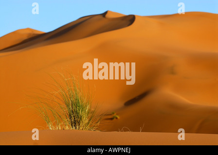 Grasbüschel in den Wüstensand vor eine große Sanddüne, Erg Chebbi, Merzouga, Marokko, Nordafrika Stockfoto