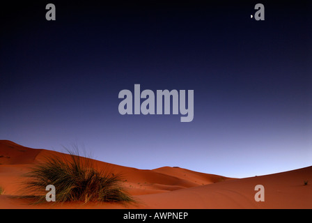 Grasbüschel in den Wüstensand vor eine große Sanddüne, Halbmond, Twilight, Erg Chebbi, Merzouga, Marokko, Nord A Stockfoto