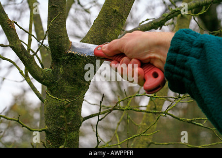 Schneiden von Ästen von einem Obstbaum mit einer kleinen Hand Säge Stockfoto