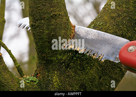 Schneiden von Ästen von einem Obstbaum mit einer kleinen Hand Säge Stockfoto