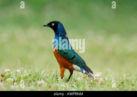 Superb Starling (Glanzstare Superbus), Lake Nakuru, Kenia, Afrika Stockfoto