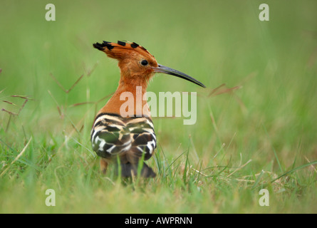 Wiedehopf, Upupa Epops, Lake Nakuru, Kenia, Afrika Stockfoto