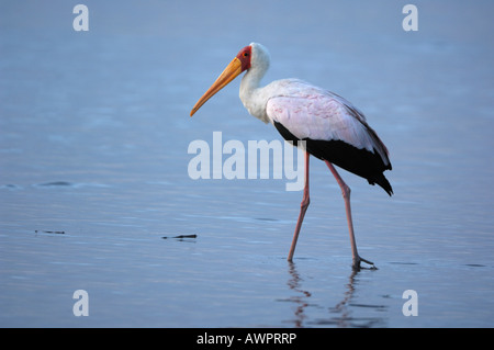 Gelb-billed Stork (Mycteria Ibis), Lake Nakuru, Kenia, Afrika Stockfoto