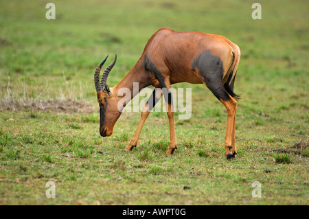 Topi (Damaliscus Lunatus), Masai Mara, Kenia Afrika Stockfoto