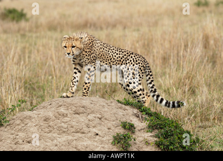 Junge Geparden (Acinonyx Jubatus) beobachtet seine Umgebung Masai Mara Kenia Afrika Stockfoto