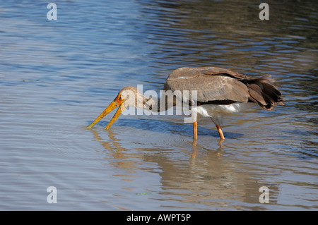 Gelb-billed Stork (Mycteria Ibis), Lake Nakuru, Kenia, Afrika Stockfoto