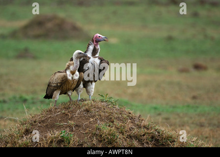 Ohrengeier-faced Vulture oder Nubian Geier (Aegypius Tracheliotus) und Rueppells Geier Rueppells Griffon (abgeschottet Rueppellii) s Stockfoto