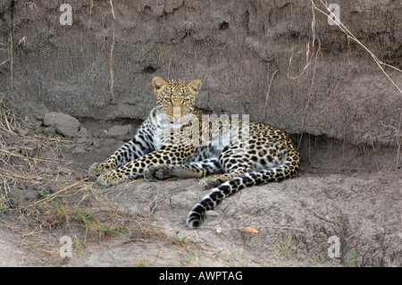 Leoparden (Panthera Pardus) ruht auf einem Fluss, Masai Mara, Kenia, Afrika Stockfoto