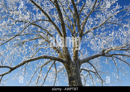 Frost-bedeckten Baum, Raureif Stockfoto