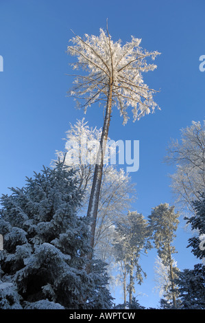 Frost bedeckt Wald Stockfoto