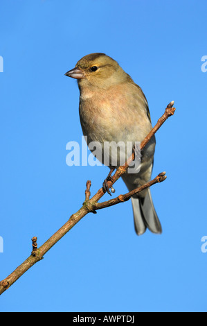 Buchfink oder Spink (Fringilla Coelebs) thront auf einem Ast Stockfoto