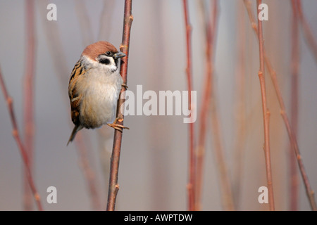 Eurasische Baum-Spatz oder Deutsch Sperling (Passer Montanus) thront auf einem Ast Stockfoto