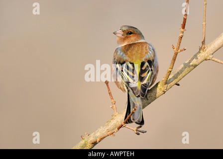 Buchfink oder Spink (Fringilla Coelebs) thront auf einem Ast Stockfoto