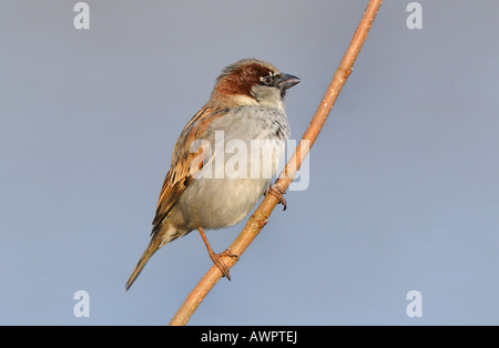 Eurasische Baum-Spatz oder Deutsch Sperling (Passer Montanus) thront auf einem Ast Stockfoto