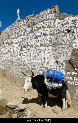 Yak und Mani Stein in Namche Bazar, Sagarmatha Nationalpark, Khumbu, Nepal Stockfoto