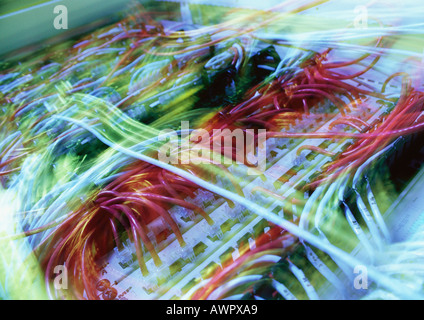 Netzwerk von Computer-Verkabelung, verschwommen, close-up Stockfoto